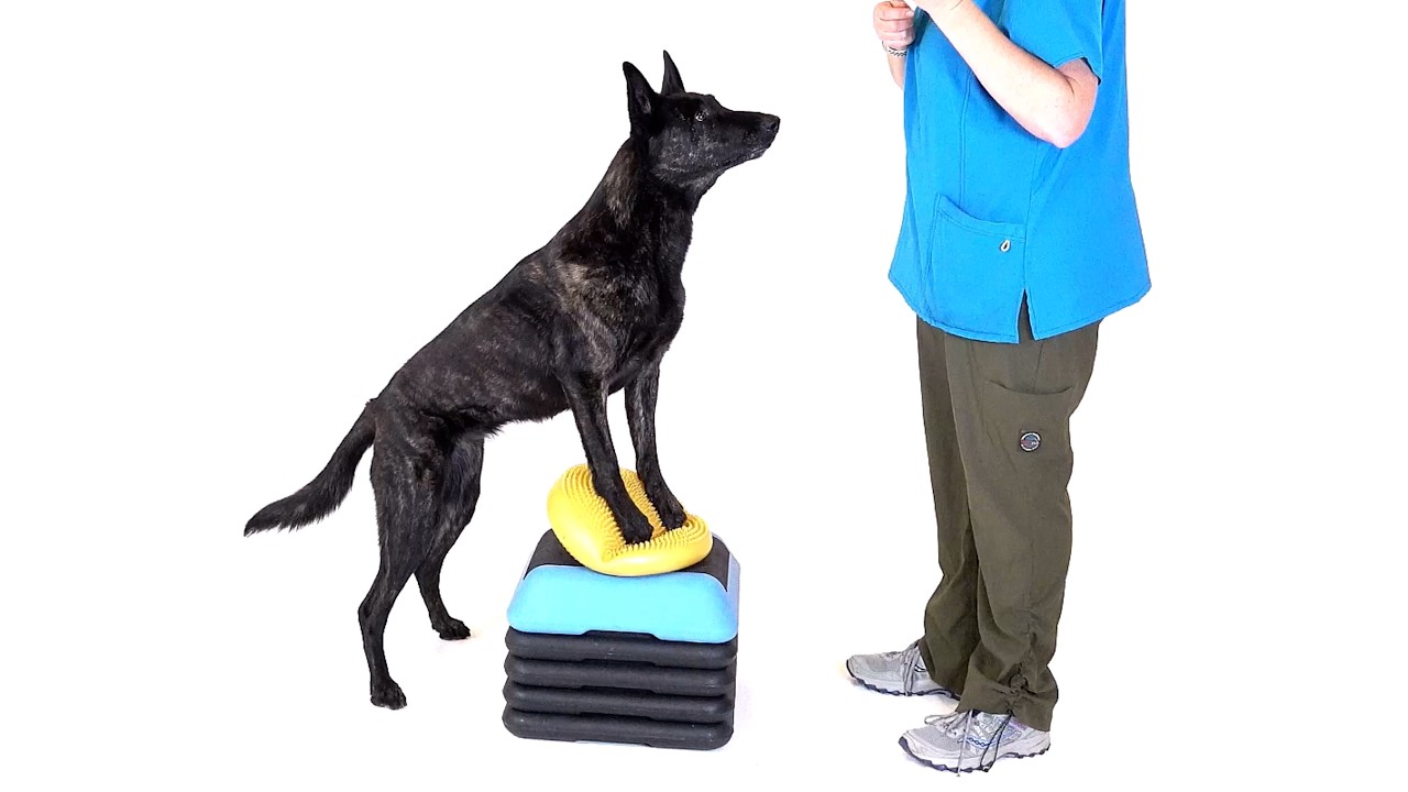 Carpus and Digit Injuries - Top Three Clinical Points from GoGoCharlie™