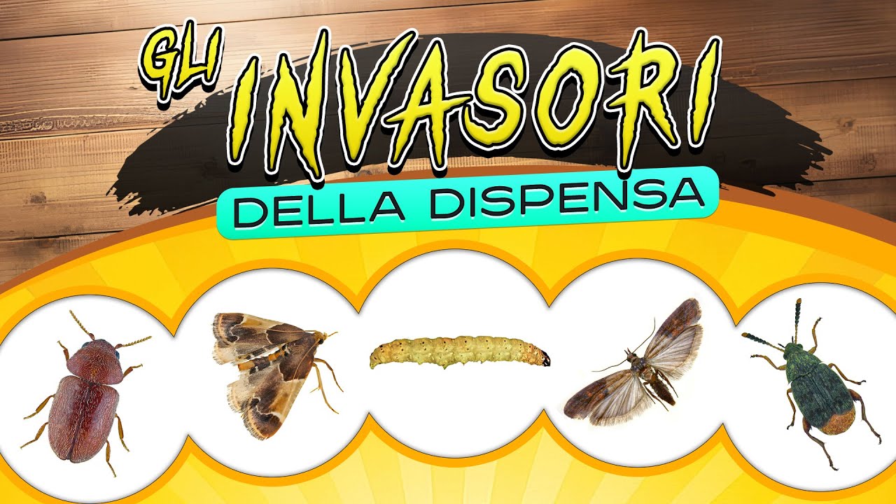 Gli invasori della dispensa ► Puntata speciale 6