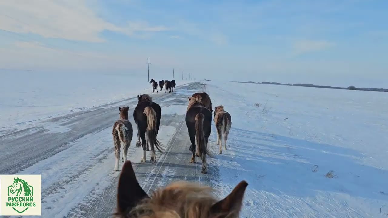 Сентябрьские жеребята продолжат тебенёвку. Стрелка пулей вернулась домой.