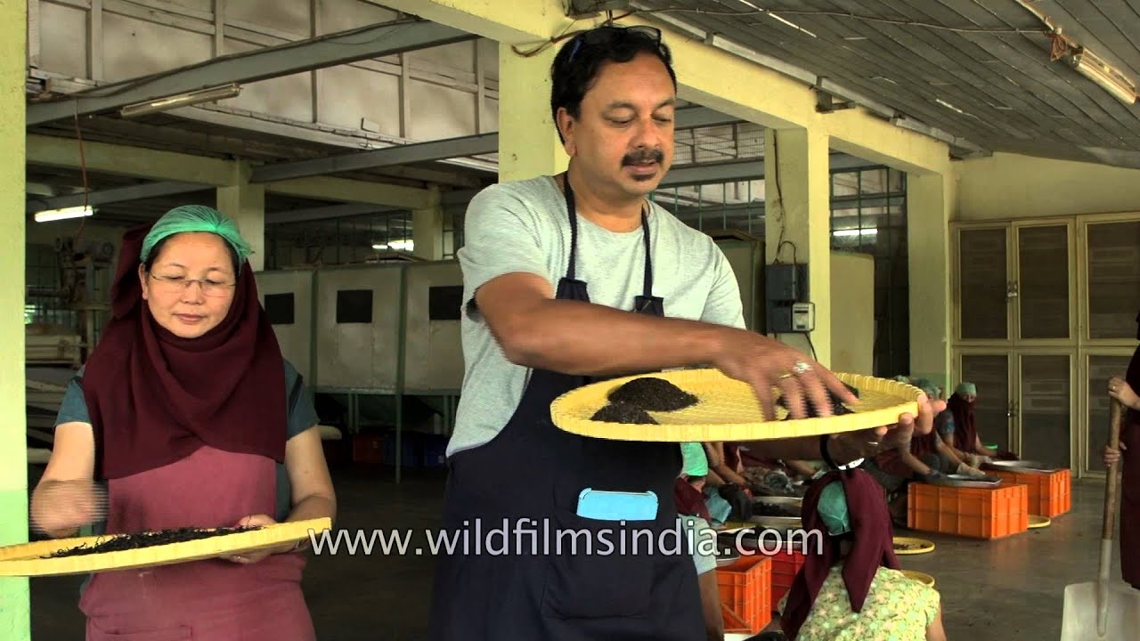 Glenburn Tea Estate: how the best Darjeeling tea is made!