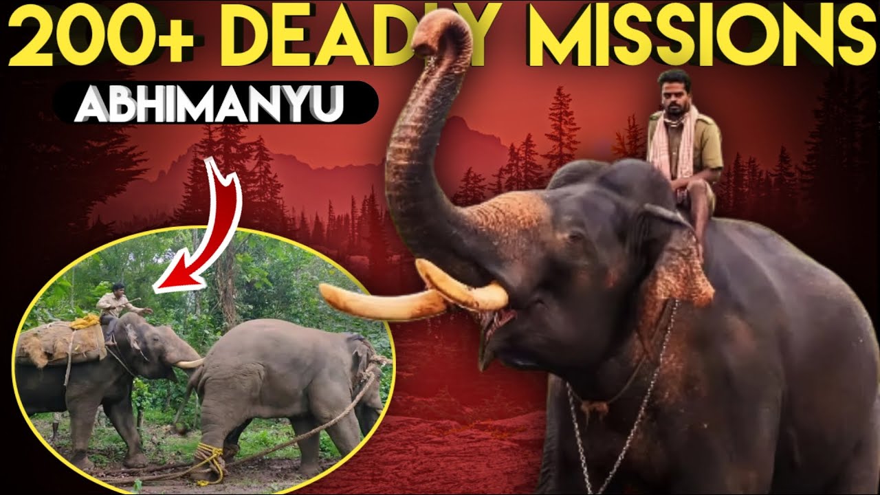ABHIMANYU 🐘 vs 20 Wild Elephants – Jungle Ke Commander Ki Asli Jung । Facts Phylum