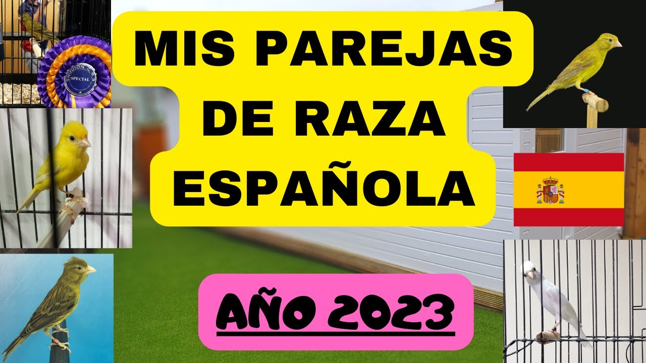 MIS PAREJAS DE RAZA ESPAÑOLA 2023