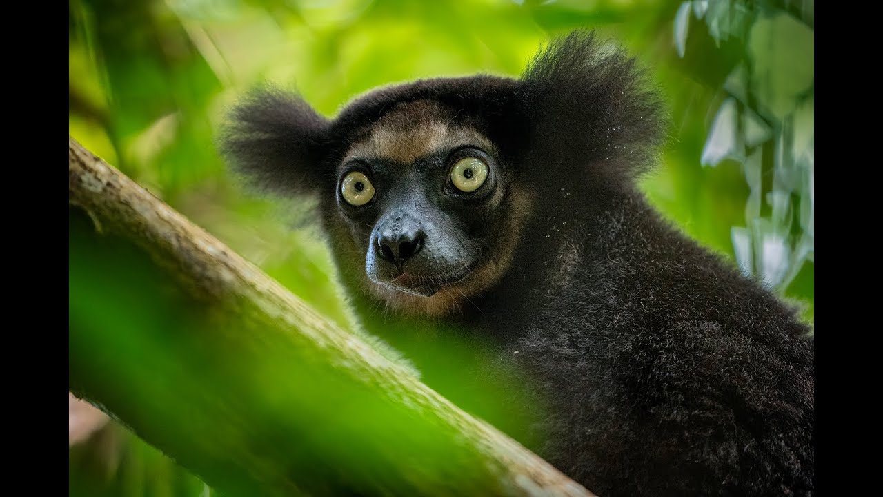 Madagaskar - jiný svět