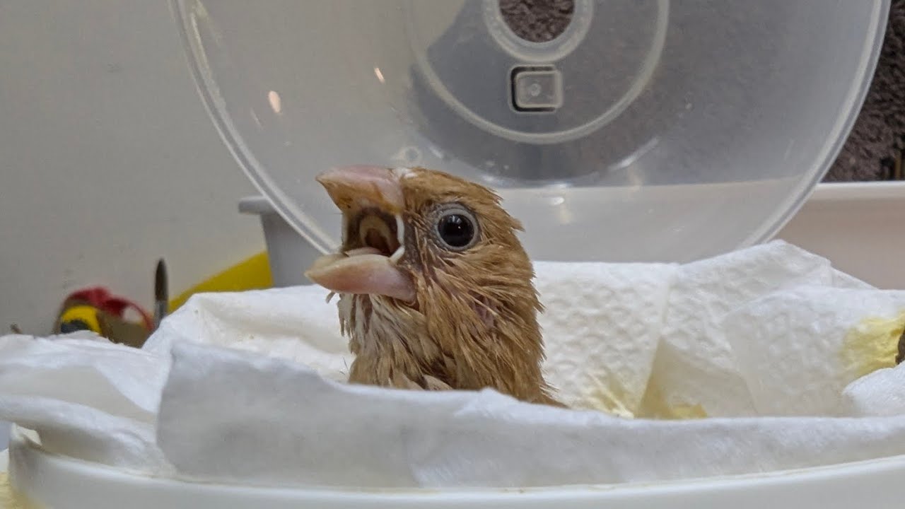 Hand Feeding Society Finch Baby 0~24 Days 20260101