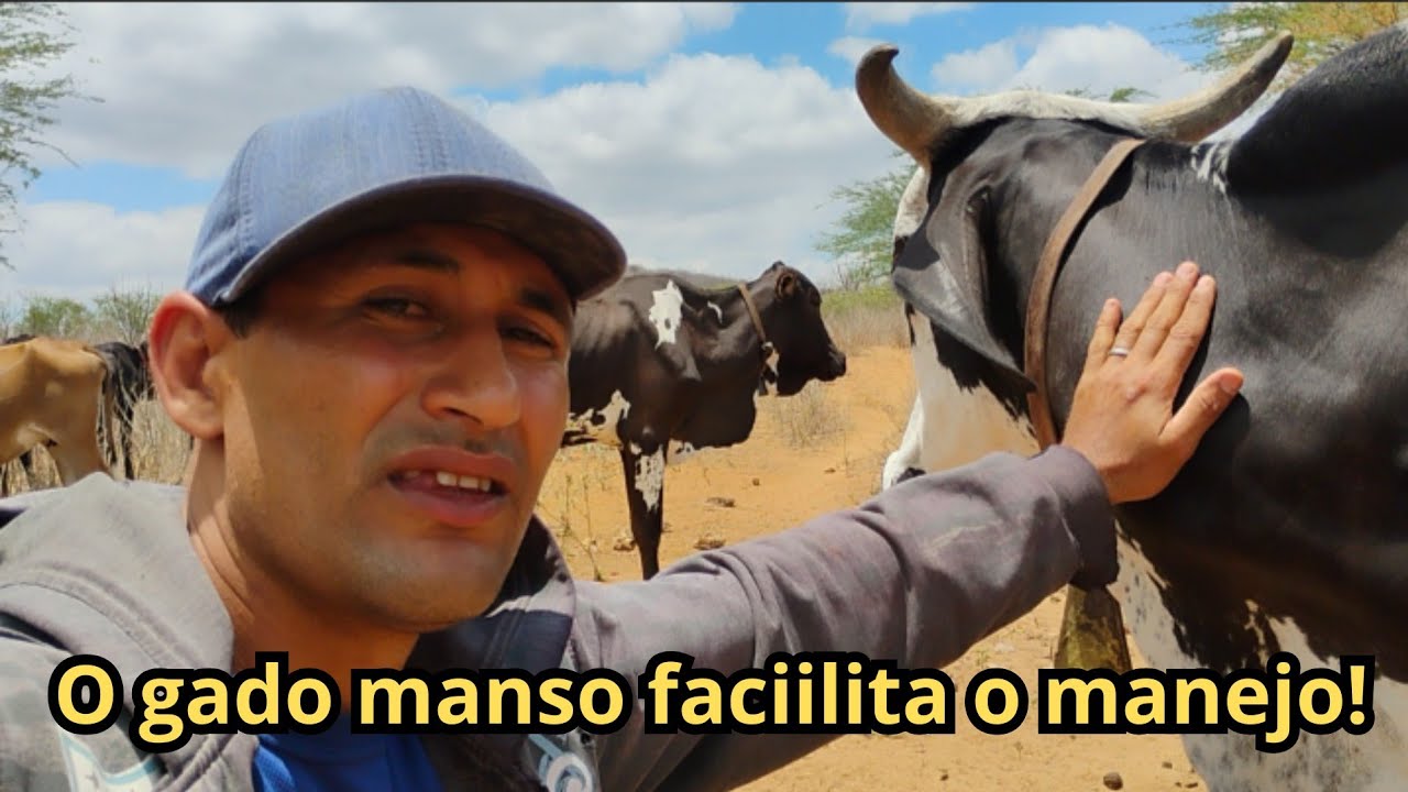 O gado manso facilita o manejo! #gado #pecuarista #gadomanso #gadomanso #pecuarinosemiarido