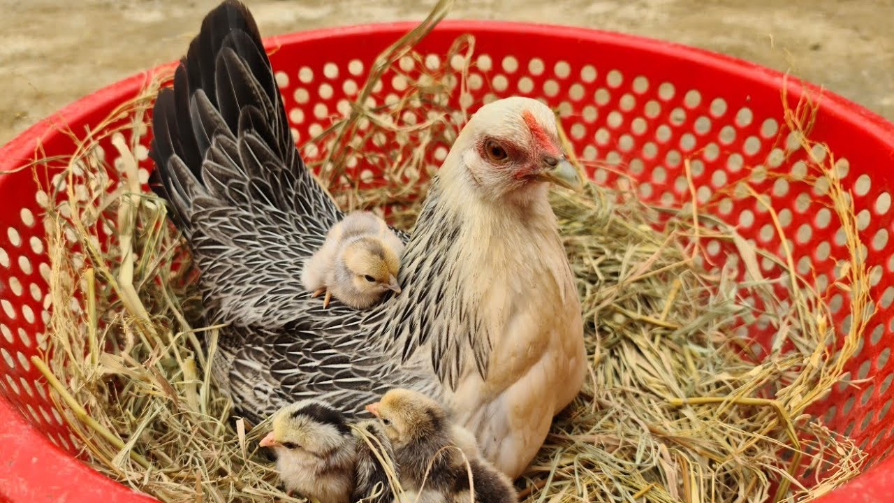 Đón Chào 4 Thành Viên Mới Gà Tân Châu Đã Nở / Quế Nghịch