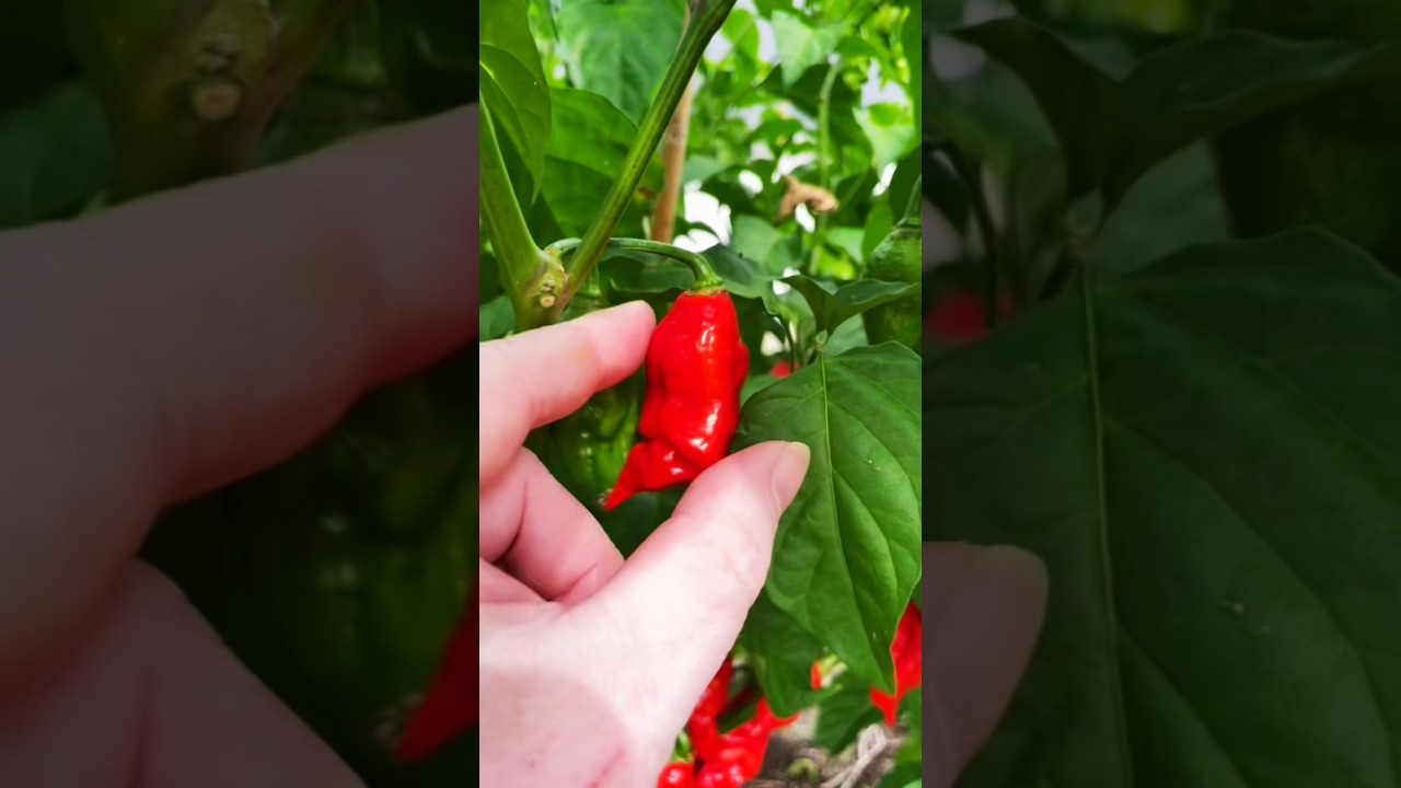 Making Ghost Pepper Hot Sauce! 👻🌶️🔥