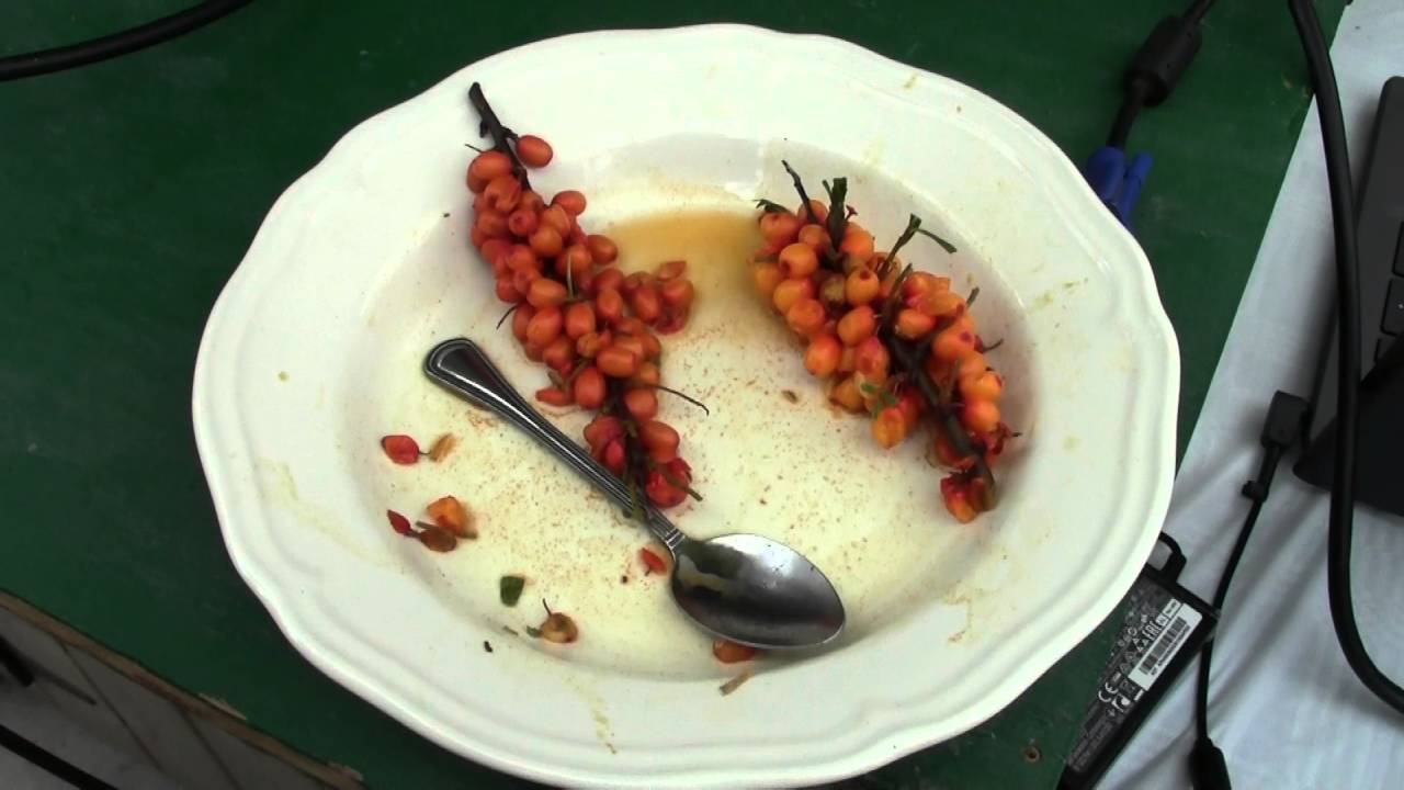 Seabuckthorn   An Ancient Plant Rediscovered
