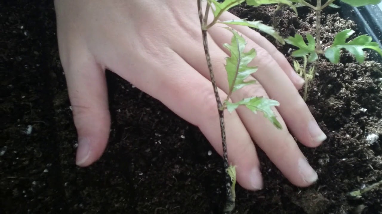 Stem cuttings of Polyscias filicifolia