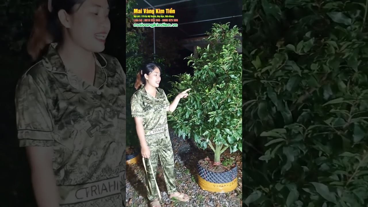 Mai Vàng Chơi Tết 2026 - MS 8   H27   2500K - Mai Vàng Kim Tiền