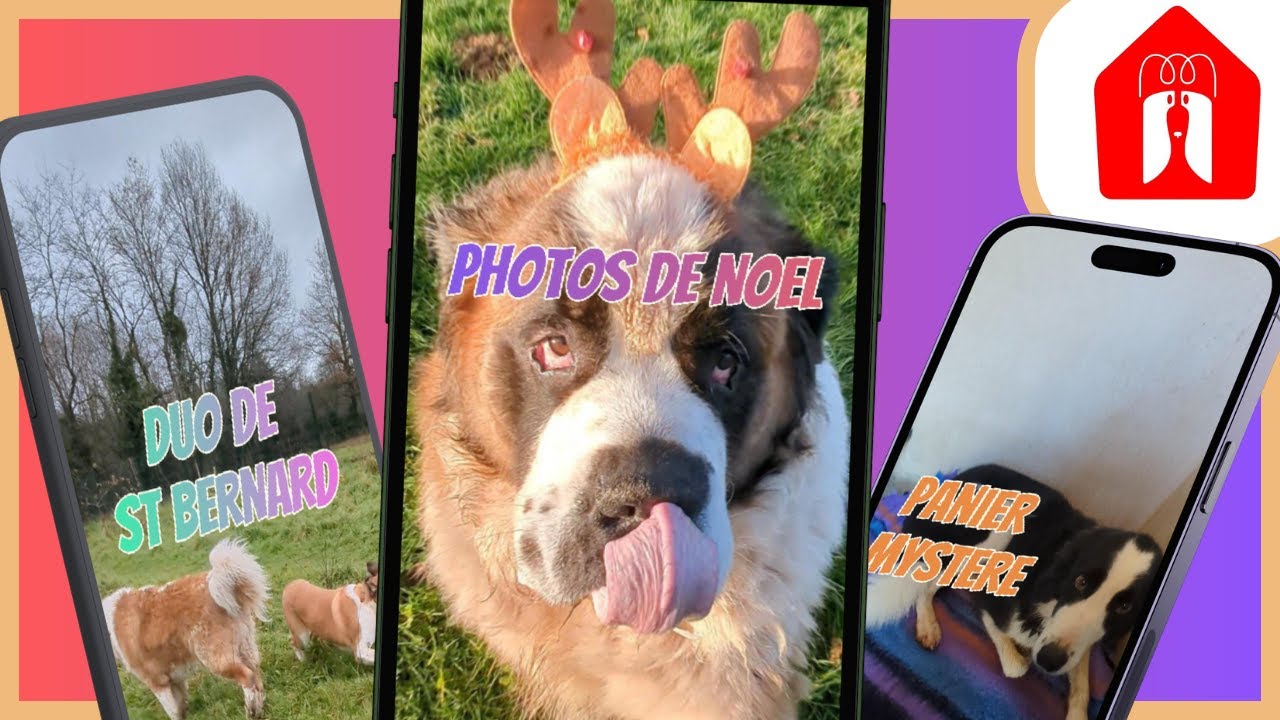 LES PHOTOS DE NOEL ! 🐶 Pension CHEZ MARTH' 87 #58