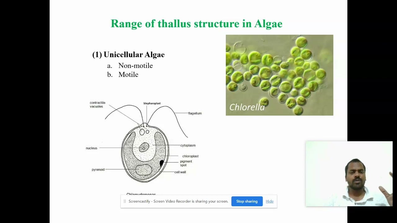 Unicellular Algae