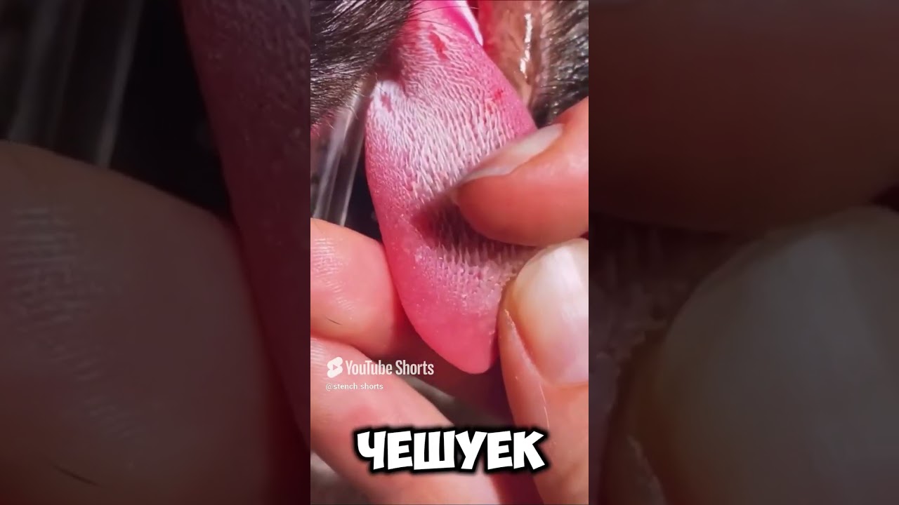 Шершавая кошка! 🤠🤯 