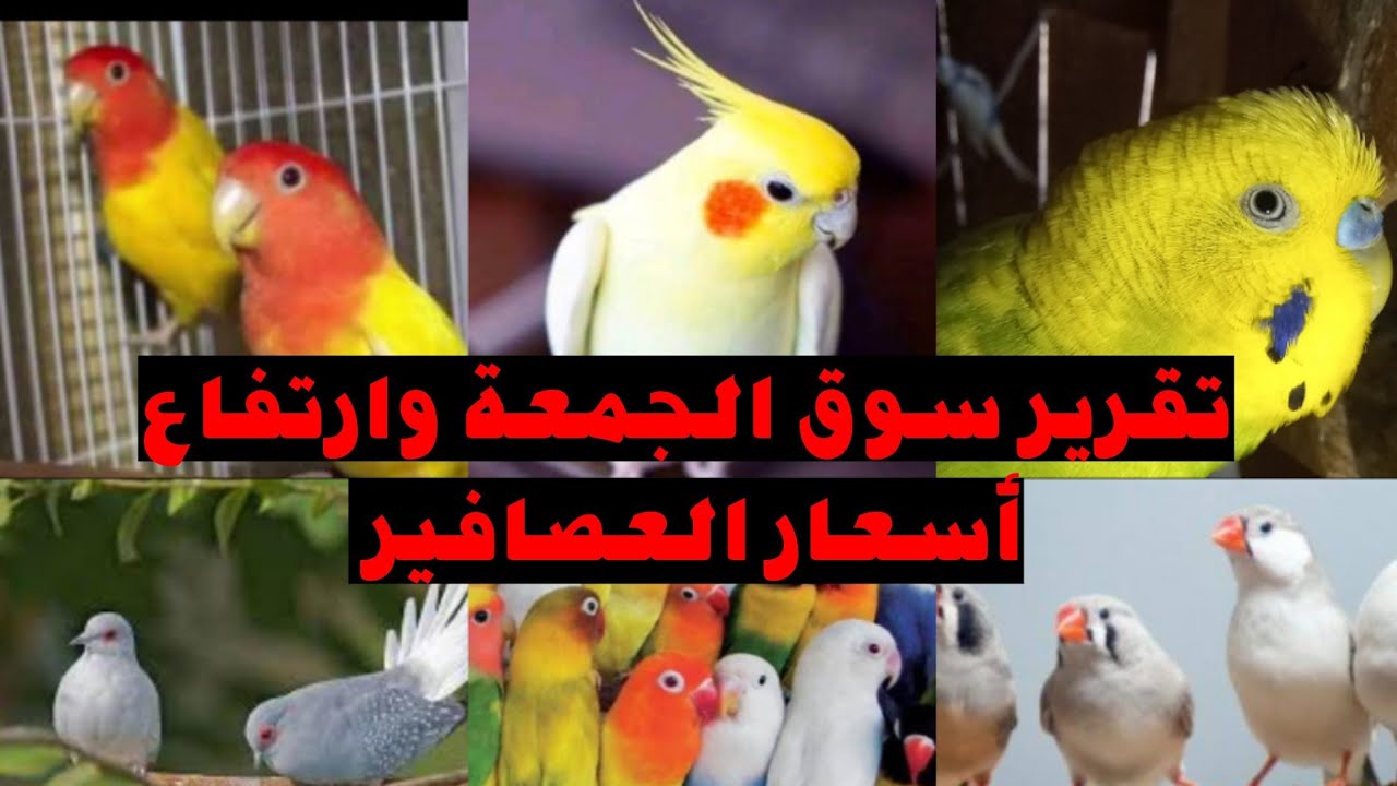 تقرير سوق الجمعة وارتفاع أسعار لم العصافير وعودة طلبيات اللم