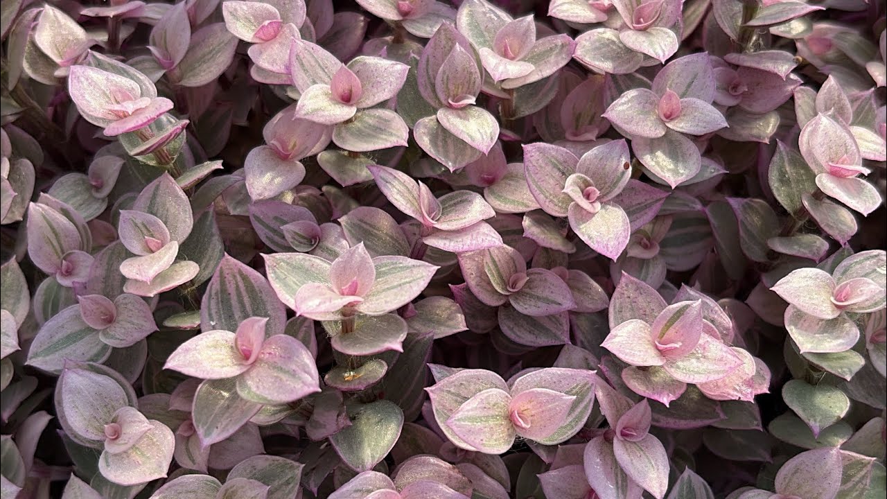 Potting Pink Ladies Using The Tay-Tay Method 