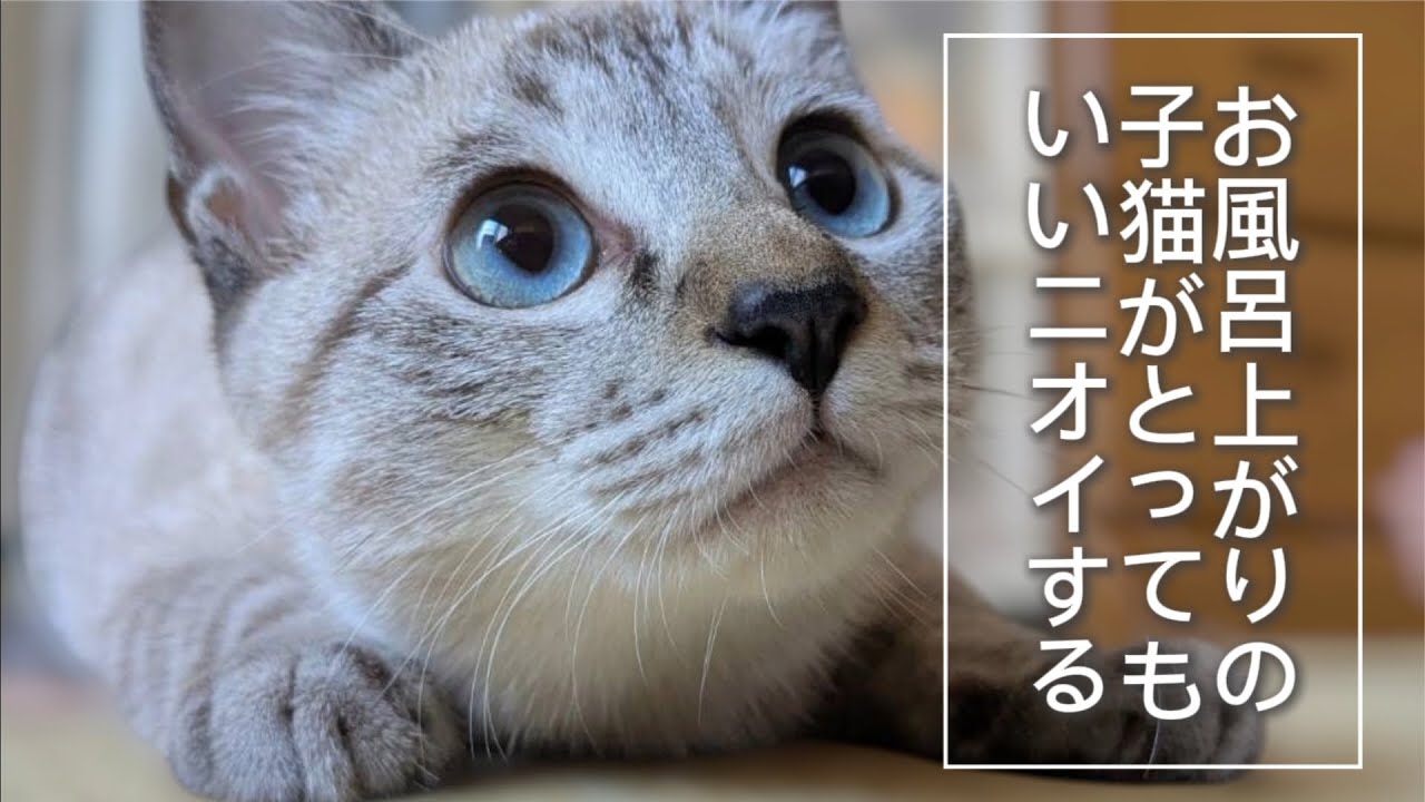 【子猫】超積極的な子猫がやってきた！【お風呂に入る編】第3話