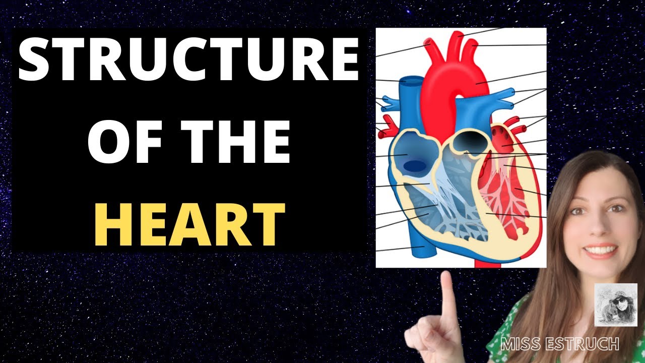 Heart Structure -A-level Biology. Atria, ventricles, blood vessels, semi-valves and AV valves.
