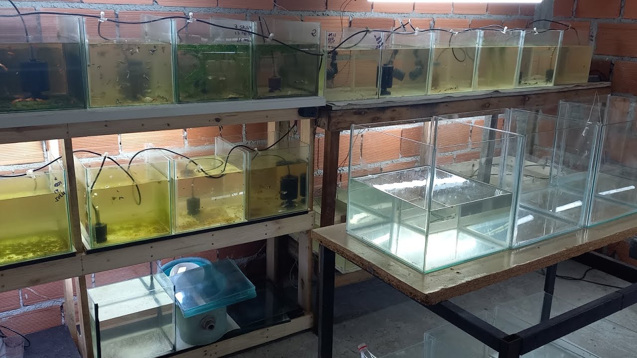 Atualização da nova estufa de guppy de linhagem 