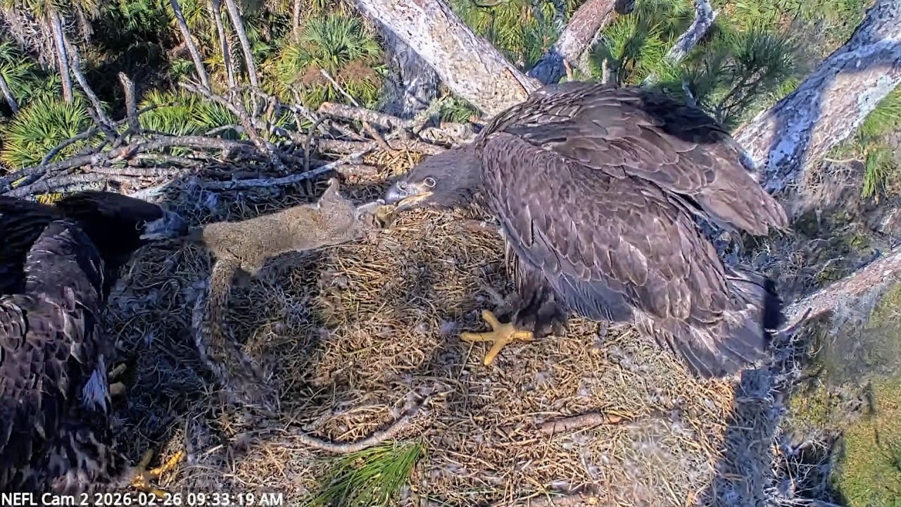 NEFL EAGLES 2026.2.26 🥳KAI is 8 weeks old!🐿️Gabby delivered the squirrel.
