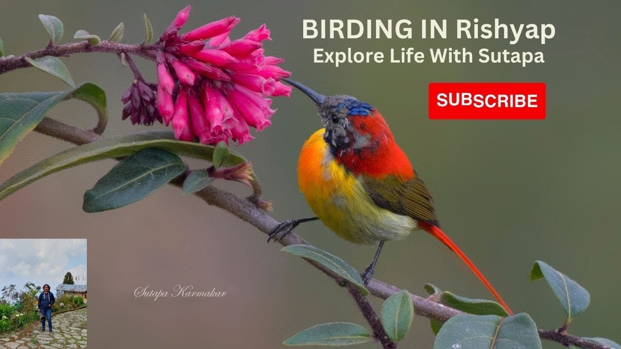 Part 2 of Lava Trip | Himalayan Bird | Wildlife Photography | Rishyap