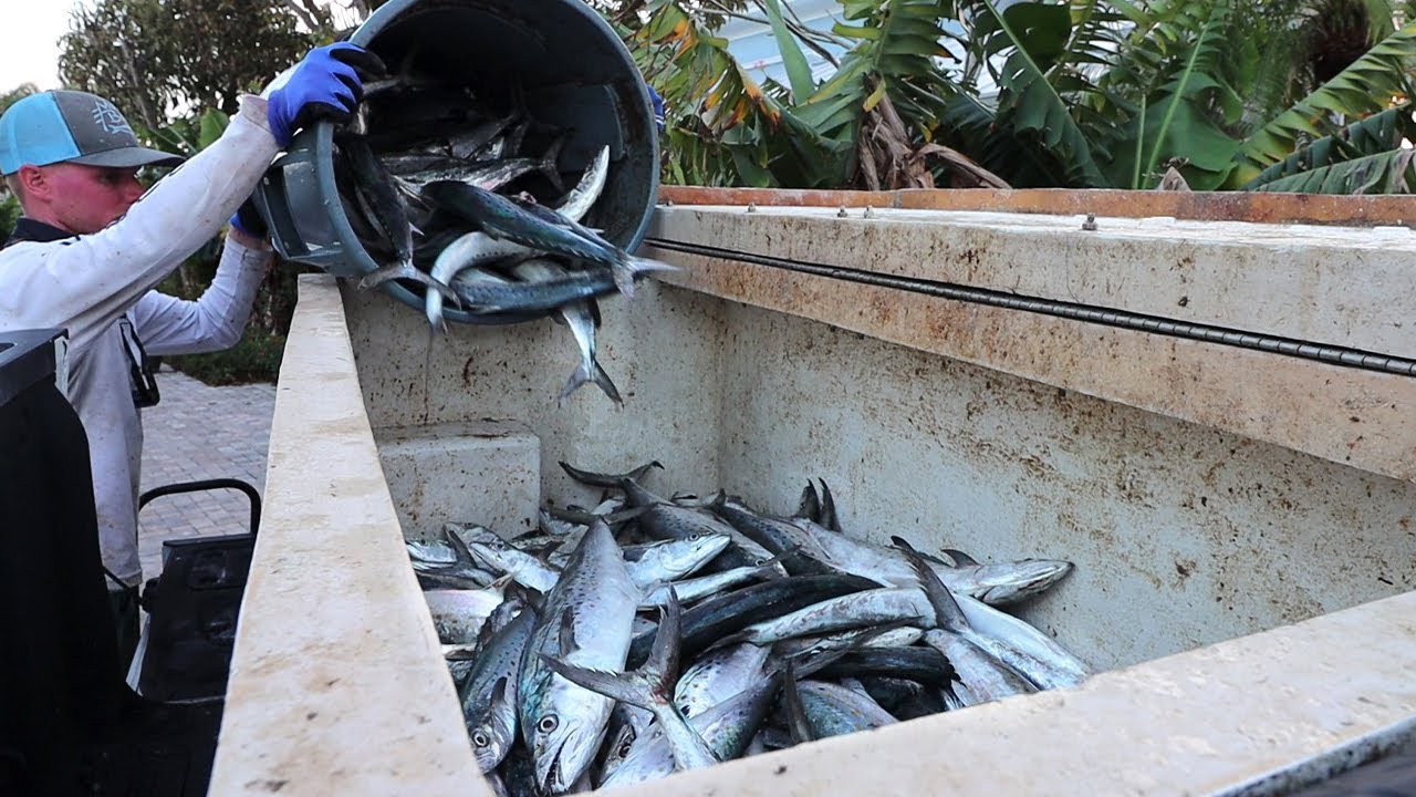 HOW TO MAKE A LIVING AS A COMMERCIAL FISHERMAN!! (Commercial Fishing) (Mackerel Fishing)