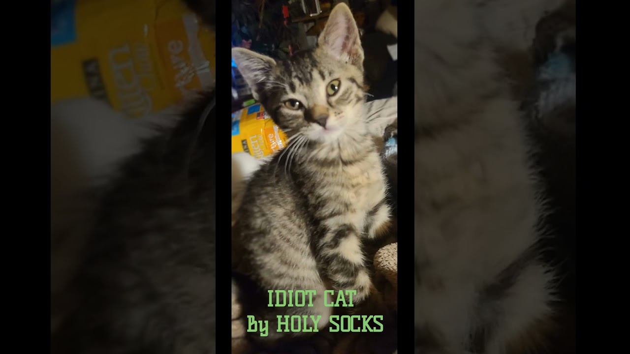 IDIOT CAT | crooner jazz | by Holy Socks  
