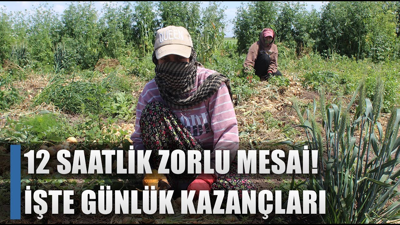 Tarım İşçilerinden 12 Saatlik Zorlu Soğan Mesaisi! Günde Kaç TL Kazanıyorlar? / AGRO TV HABER
