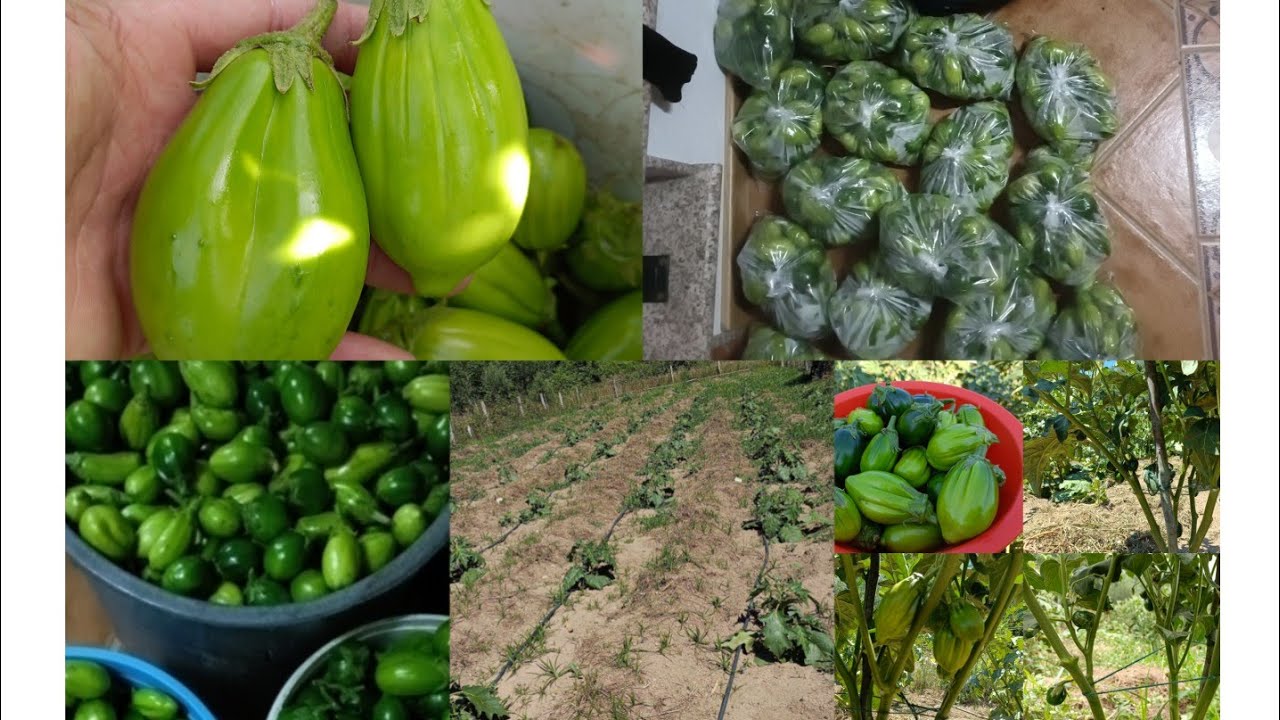Quantos pés de jiló posso plantar na mesma cova?
