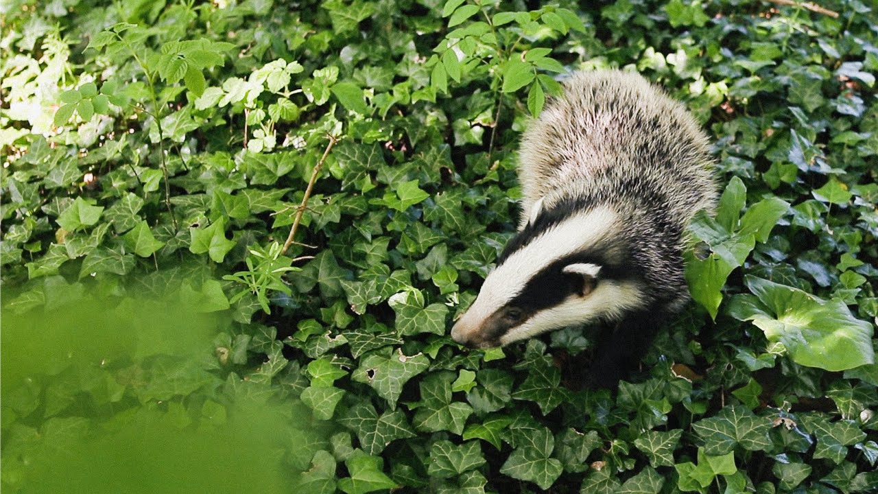 RESCUING A BABY BADGER & GROWING VEGGIES | slow living in the British countryside