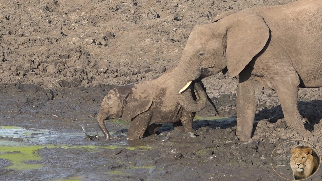 Shame Thirsty Elephants Drink Dirty Water In Kruger National Park