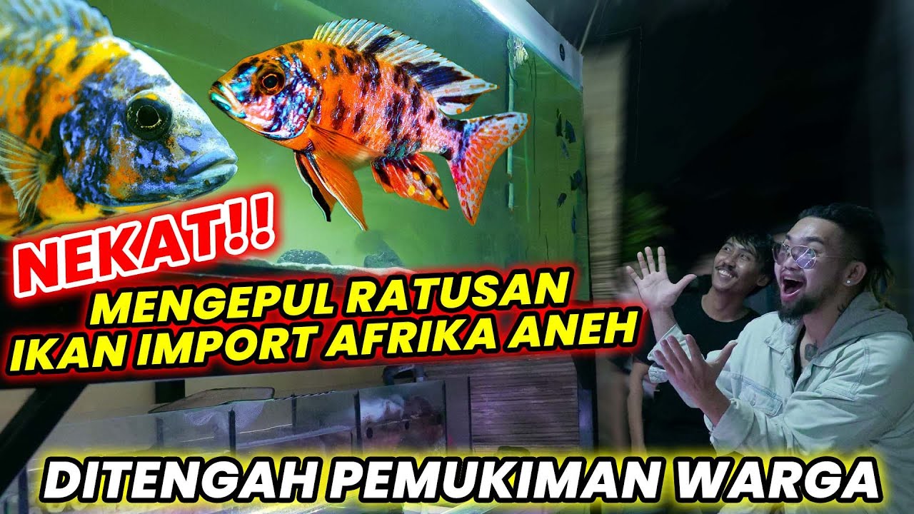 NEKAT MENGEPUL RATUSAN IKAN IMPORT AFRIKA ANEH DITENGAH PEMUKIMAN WARGA  #chiclid #AudreyA