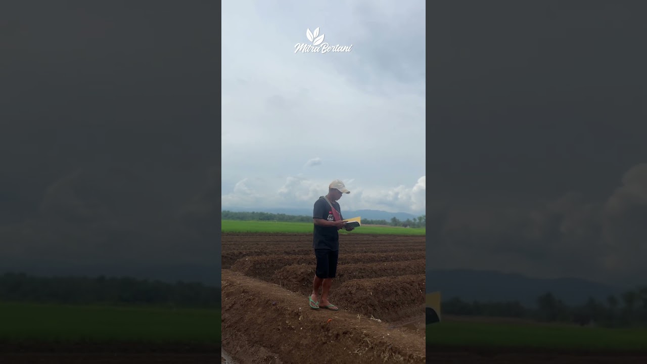 BUKU PEDOMAN UNTUK TANAM CABAI!! PERAWATAN MUDAH HASIL MELIMPAH!! #buku #mitrabertanitv