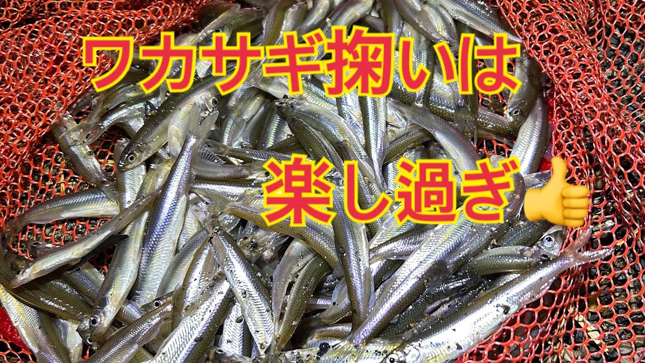 ワカサギ掬いは楽し過ぎ