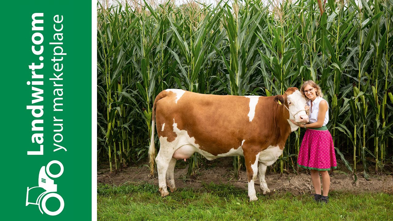 Silomais - Erfolgsbasis f&uuml;r Leistung | landwirt.com