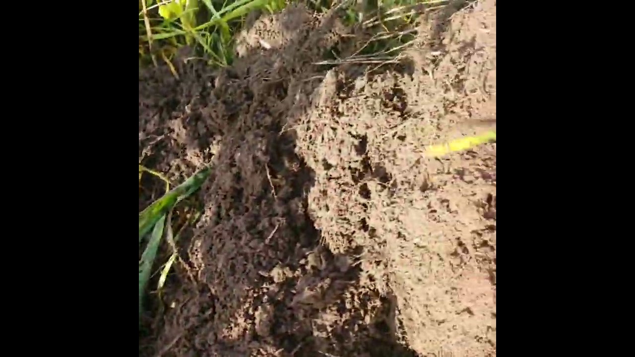 Onderploegen groenbemester met ecoploeg