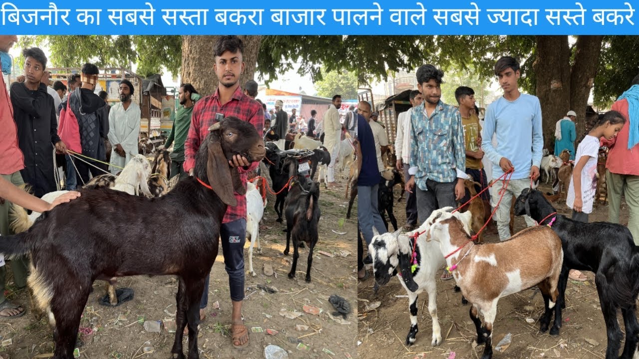 किरतपुर का बकरा बाजार || पालने वाले बड़े बकरे || किरतपुर बकरा मंडी || पालने वाले छोटे बकरी के बच्चें