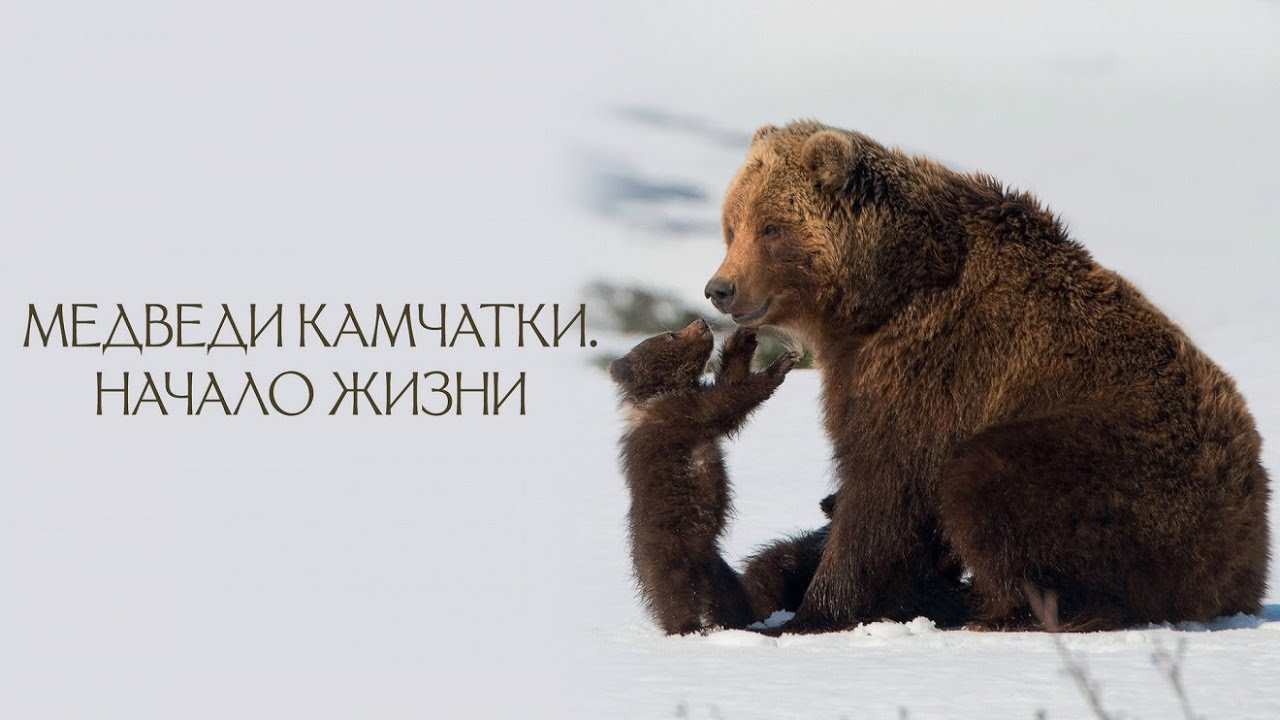 Медведи Камчатки: Начало жизни