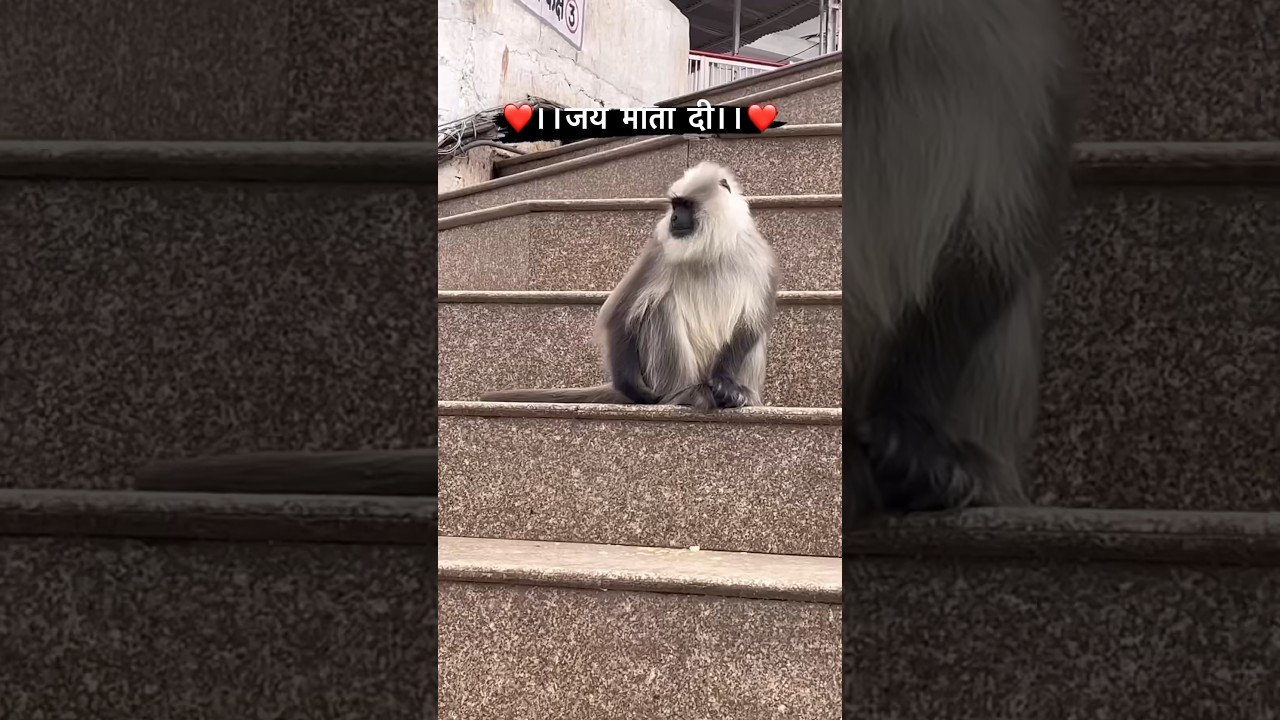 Delhi se Katra😍😍 #vaishnodevi #katra #delhi