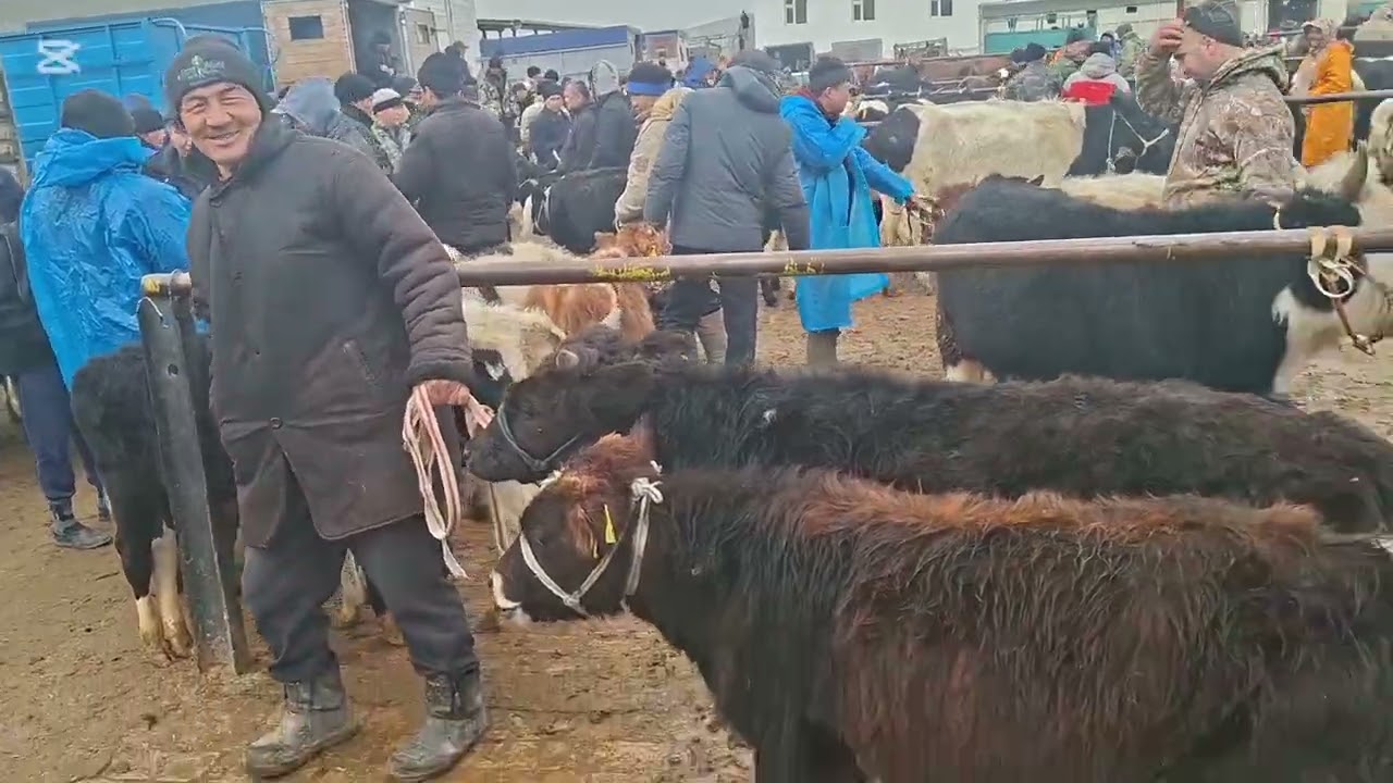 02.03.2026.Сарыағаш мал базары.Сиырлар,сиырлар бузаумен,қашарлар,буқалар,таналар,бузаулар.🐄🐃🐂🐮🐄🐃🐂🐮🐄🐃