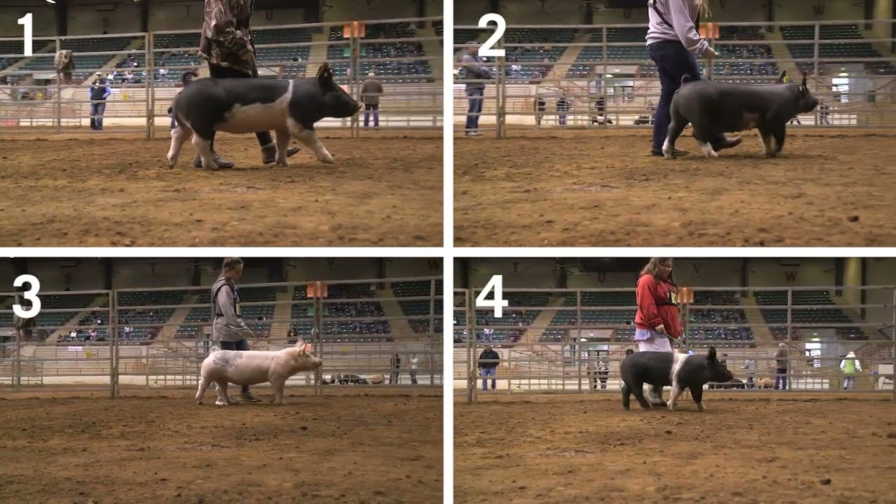 4-H Swine Judging: Example 1- Commercial Gilts