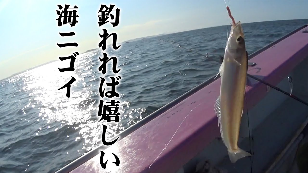 沖のシロギス釣りは耐暑訓練【シロギスの霜降り造り】