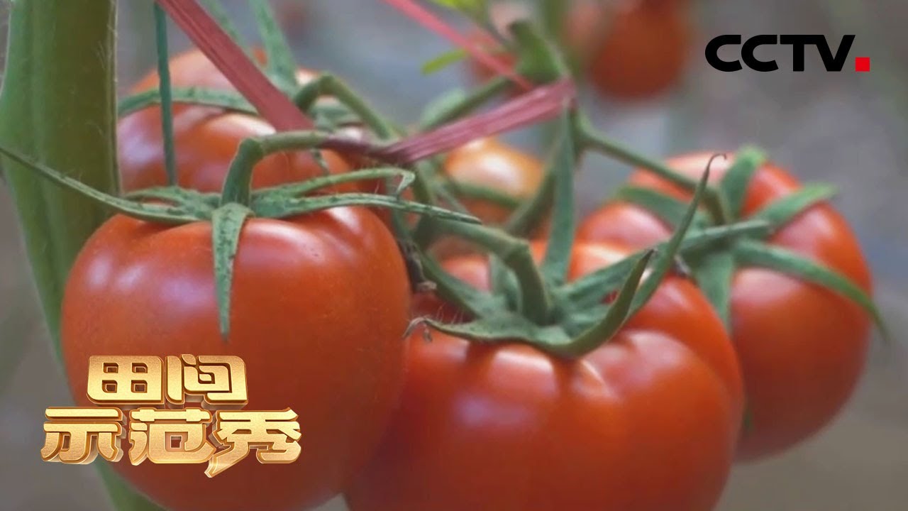 九零后夫妻给生病番茄“刮骨疗伤”？智能温室大棚让人大开眼界 | CCTV「田间示范秀」20210315