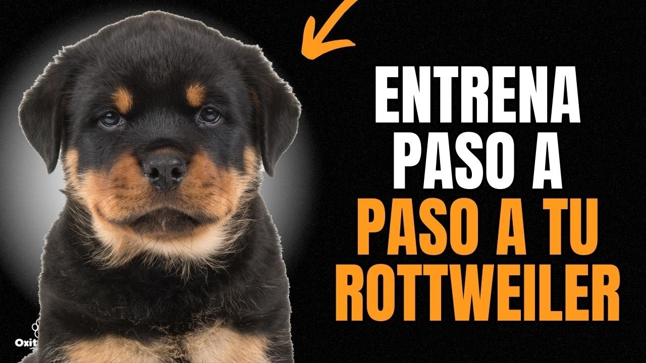 ENTRENA a tu ROTTWEILER f&aacute;cil y r&aacute;pido