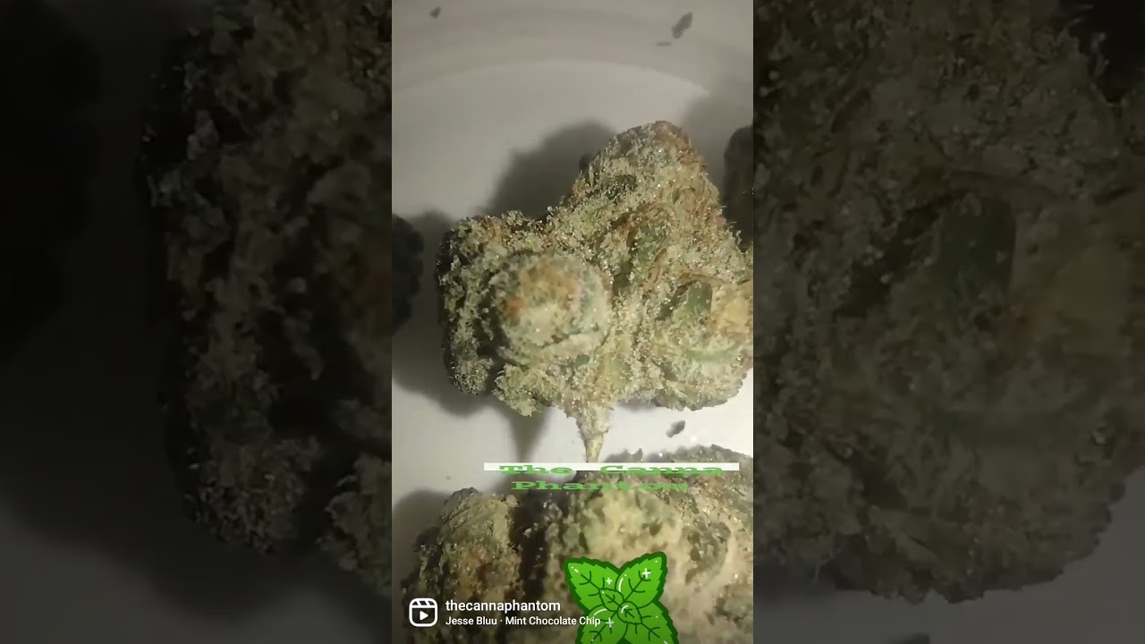 Mint Chocolate Chip from IGH