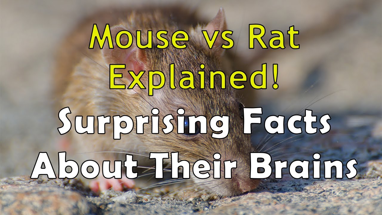 Mouse vs Rat Explained! Surprising Facts About Their Brains.