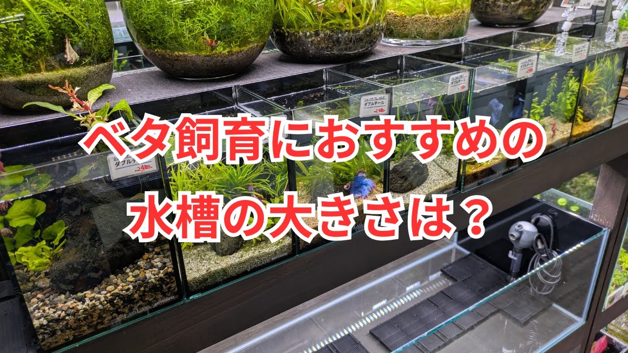 ベタを飼育するのにおすすめの水槽サイズは？