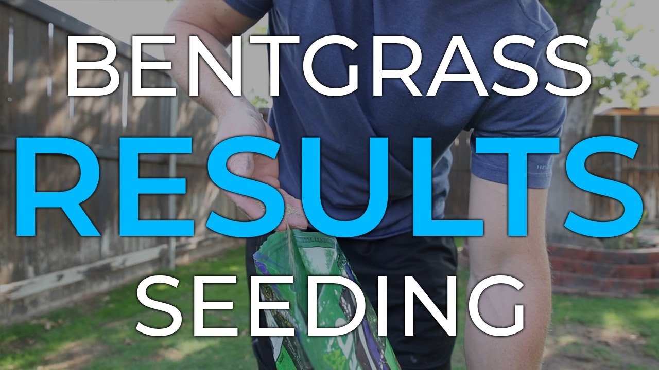 Bentgrass Seeding Results