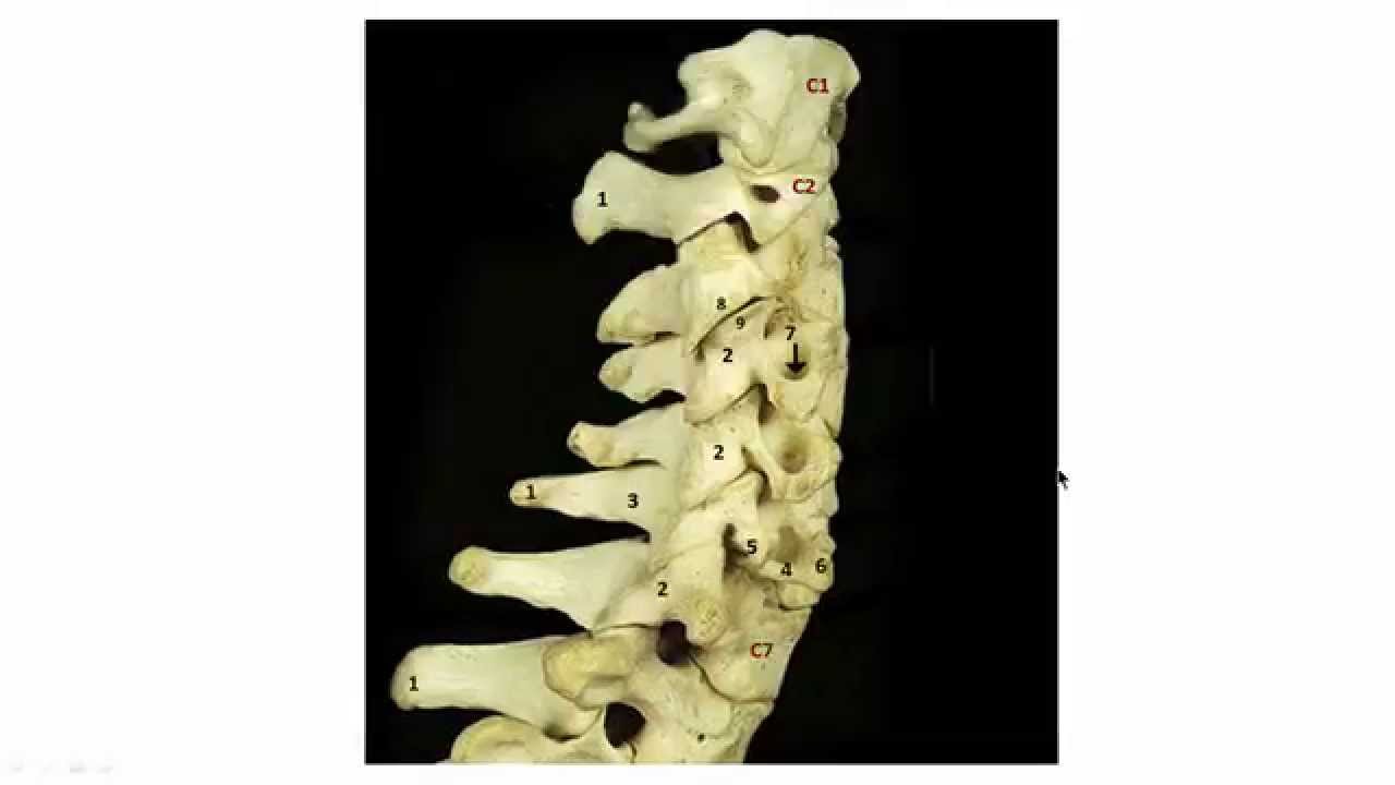 Radiographic Anatomy of the Cervical Spine (Quick Version)