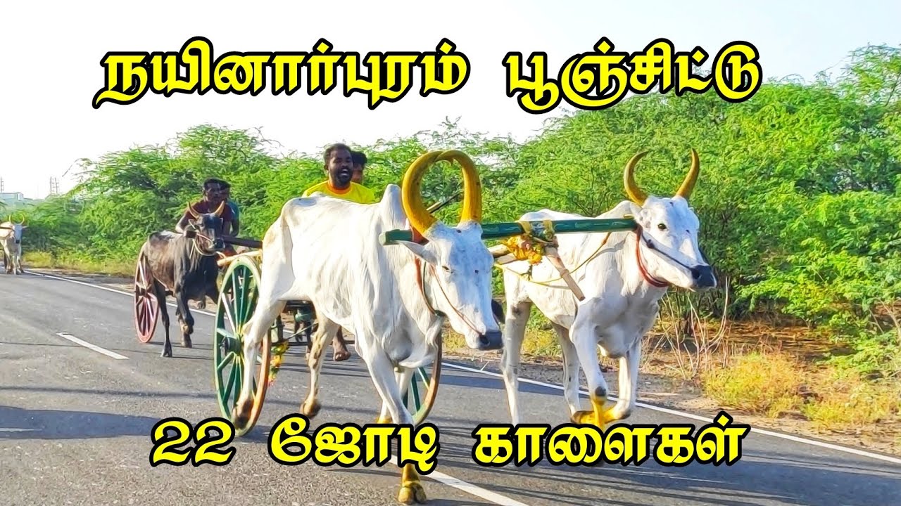 16.08.23 நயினார்புரம் பூஞ்சிட்டு பந்தையம்