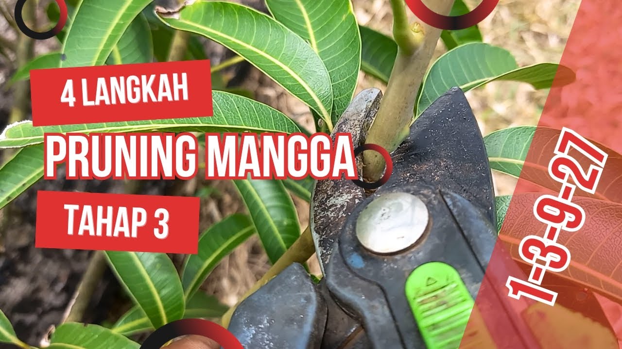 Cara Benar Pruning Mangga Tahap 3